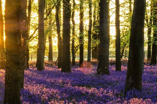 Image for article titled Newsletter Spring 2025