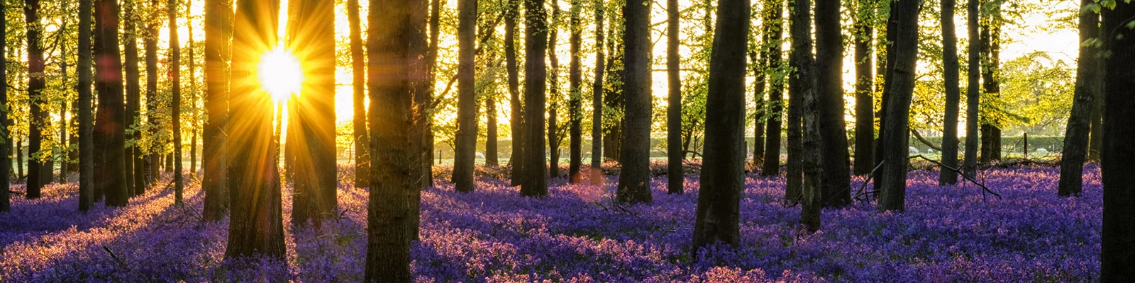 spring